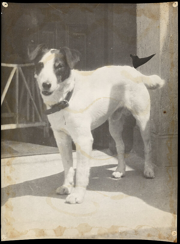 Mary Stuck, Franz von Stuck, Hund, um 1915